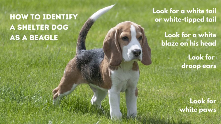 How to identify a beagle at a shelter by recognizing unique characteristics