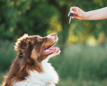 Using Homeopathic Principles for a Healthy Dog or Cat