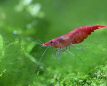 Vorticella Shrimp – The Lowdown on This Aquarium Parasite