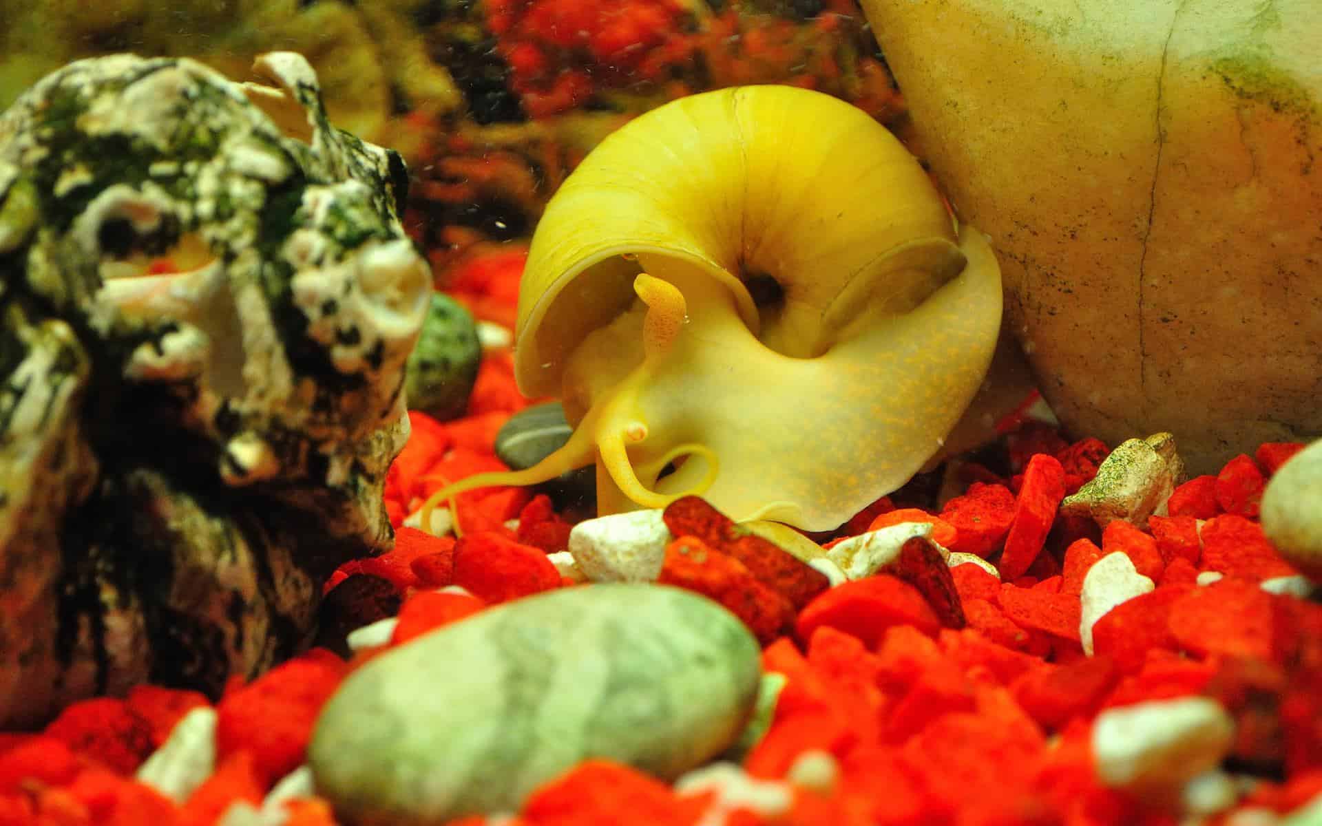 gold inca snail hiding
