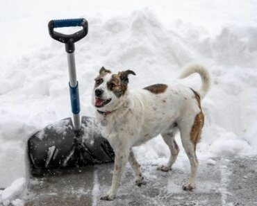 What is Pet-Safe Ice Melt and How to Use It