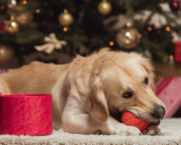 What NOT to Get Your Dog for the Holidays!