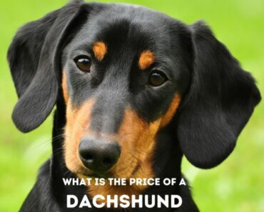 What’s the Dachshund Price (at Breeders & Rescues)?