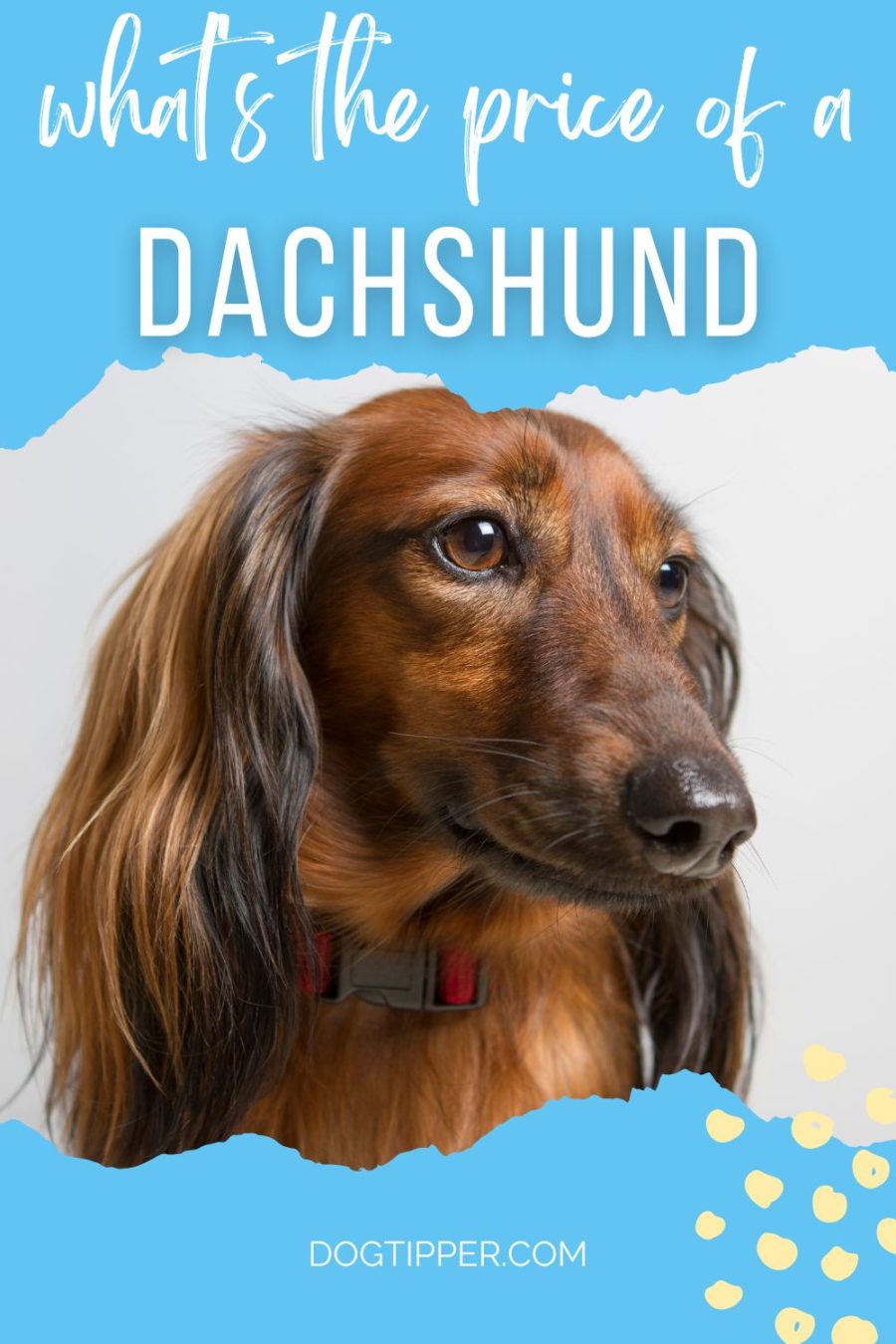 What's the price of a Dachshund or Miniature Dachshund?