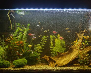 Why Is My Fish Tank Filter So Loud? Read On To Find Out