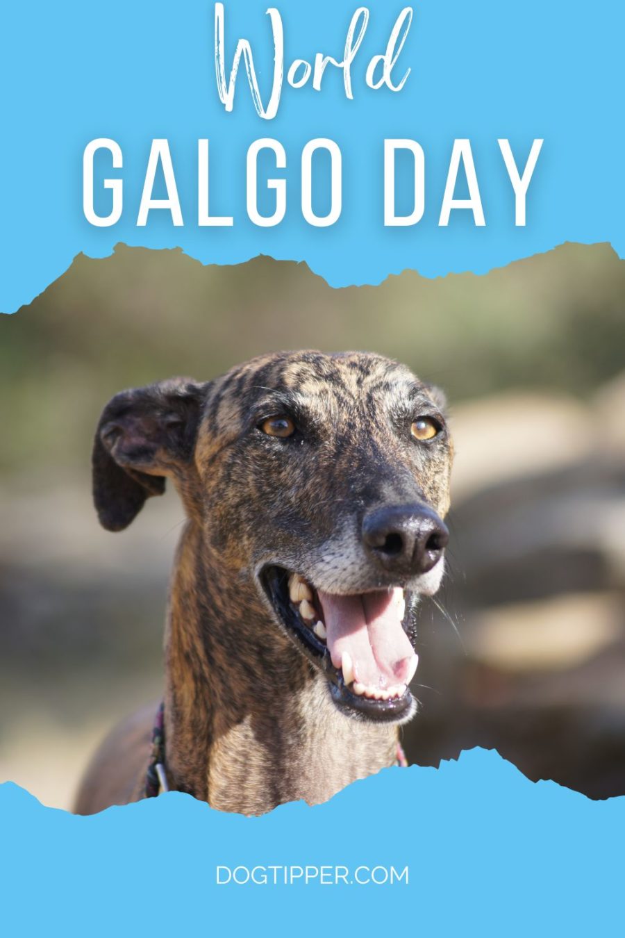 World Galgo Day