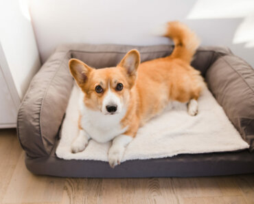5 Best Dog Beds for Back and Joint Problems