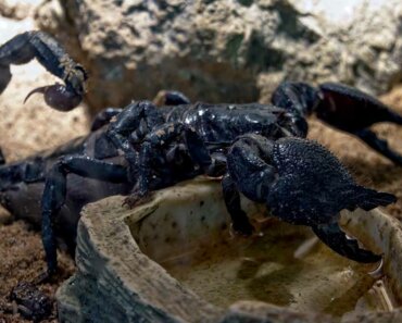 Are Emperor Scorpions Poisonous? Find Out Now!