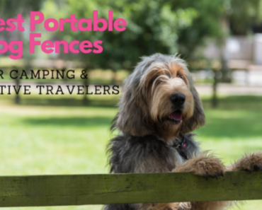 Best Portable Dog Fences: Reviews & Buyers Guide