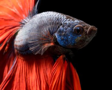 Betta Fish Stomach Explodes – What Are the Causes?