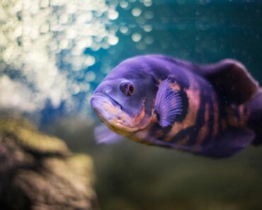 Blueberry Oscar Fish – Our Helpful, Fact-Filled Guide