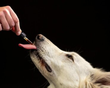 Can CBD help dogs with cancer?