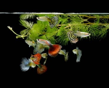 Can Guppies Eat Betta Food? Read Our Article To Find Out!