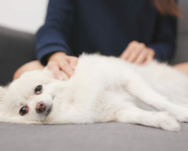 Can Tui Na help your dog or cat live longer