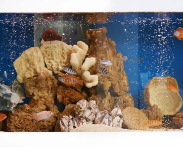 Can You Put Crystals in a Fish Tank? Read On To Find Out
