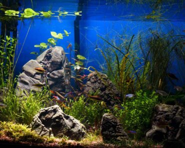 Do LED Lights Hurt Fish Eyes? Let’s Look at the Facts