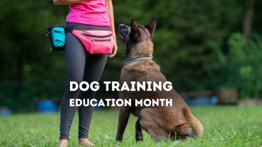 Dog Training Education Month recognizes the importance of teaching your dog proper behaviors.