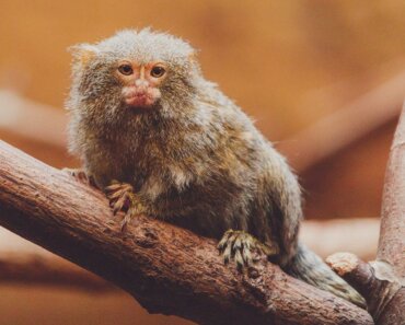 Finger Monkey Lifespans: How Long Do Pygmy Marmosets Live as Pets?