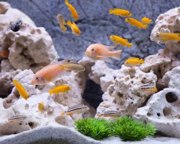 Fish Tank Sizes – Our Accurate, Helpful Size Calculator