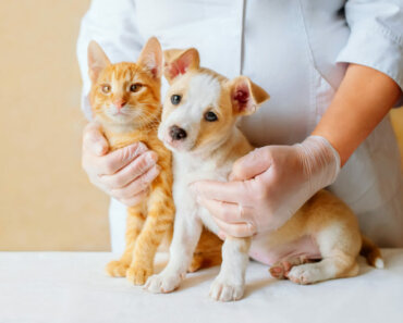 Foods that Support Your Dog or Cat’s Kidneys