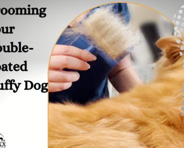 Grooming Your Double-Coated Fluffy Dog at Home