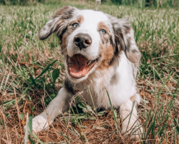 High potency probiotics for dogs and cats – why they’re the best option