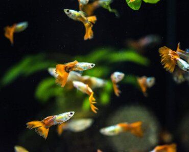 How Many Guppies in a 30-Gallon Tank Is Recommended?