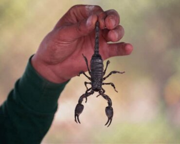 How much do scorpions costs? (8 Best Scorpions Types as Pets)