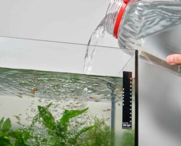 How Often To Change Fish Tank Water in Your Aquarium