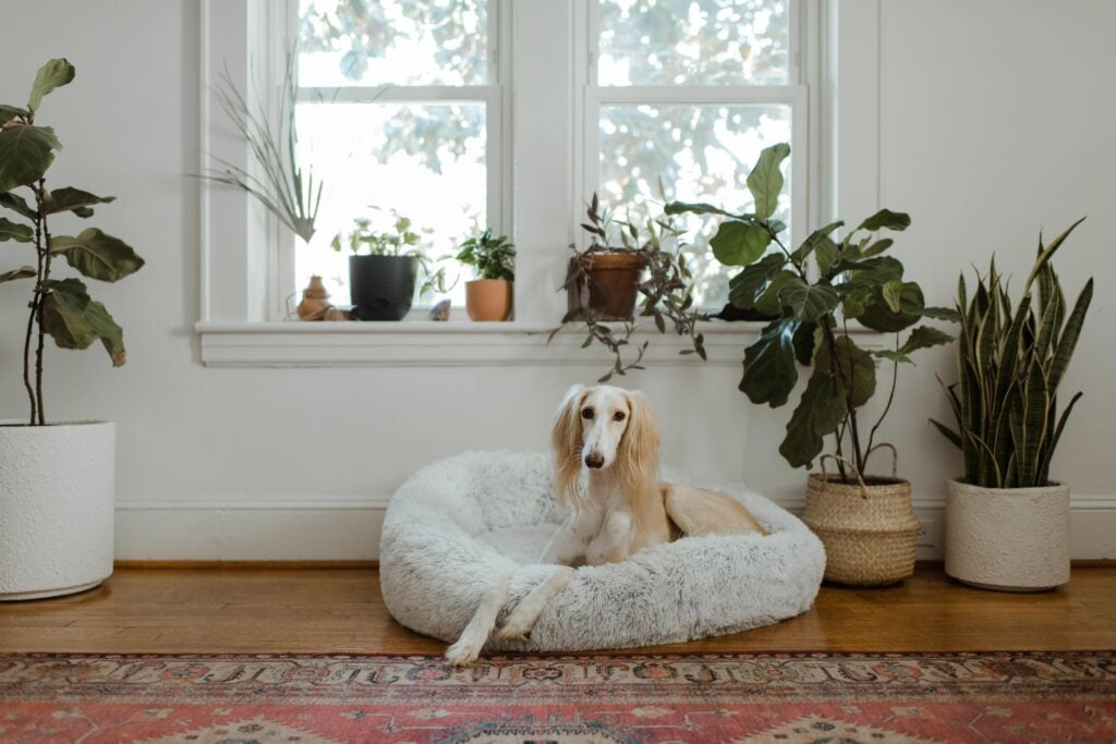 long haired dog sitting on dog bed on carpet among some indoor plants