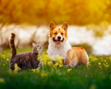 How Your Dog or Cat’s Gut Microbiome Affects Overall Health