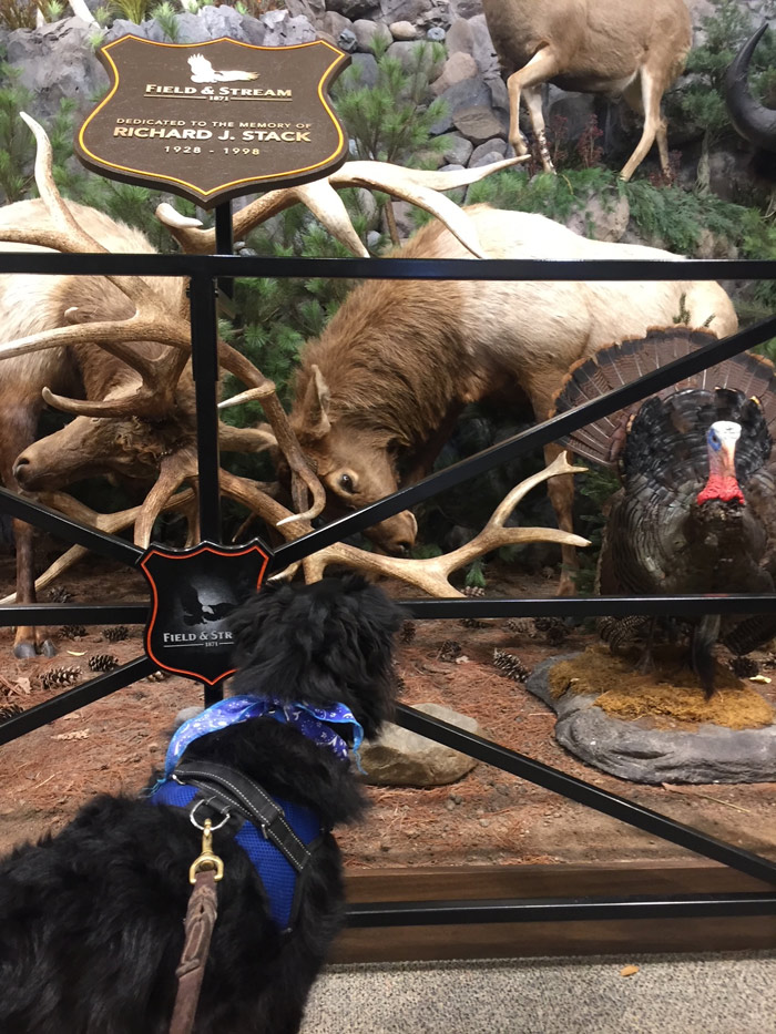 dog looking at mounted animals in Field & Stream store