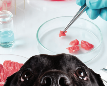 Lab-Grown Meat – Should It Be Used in Pet Food?