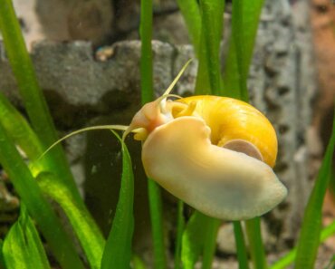 Mystery Snail Male or Female – Find Out How To Tell!