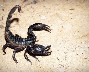 Pet Guide: How to Care for a Pet Emperor Scorpion
