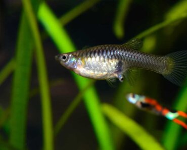 Pregnant Guppy – How You Can Take Care of Your Fish