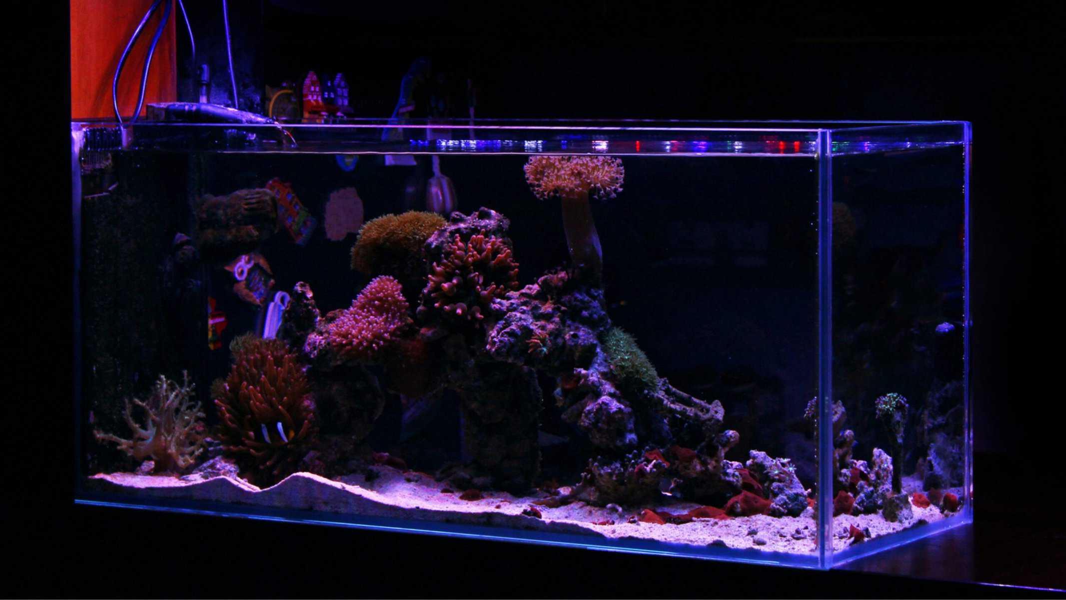 Purple Algae in Fish Tanks