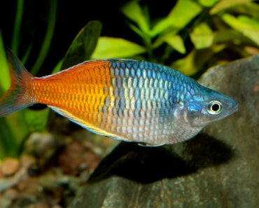 Rainbow Fish Tank Mates – 12 of the Most Suitable Species