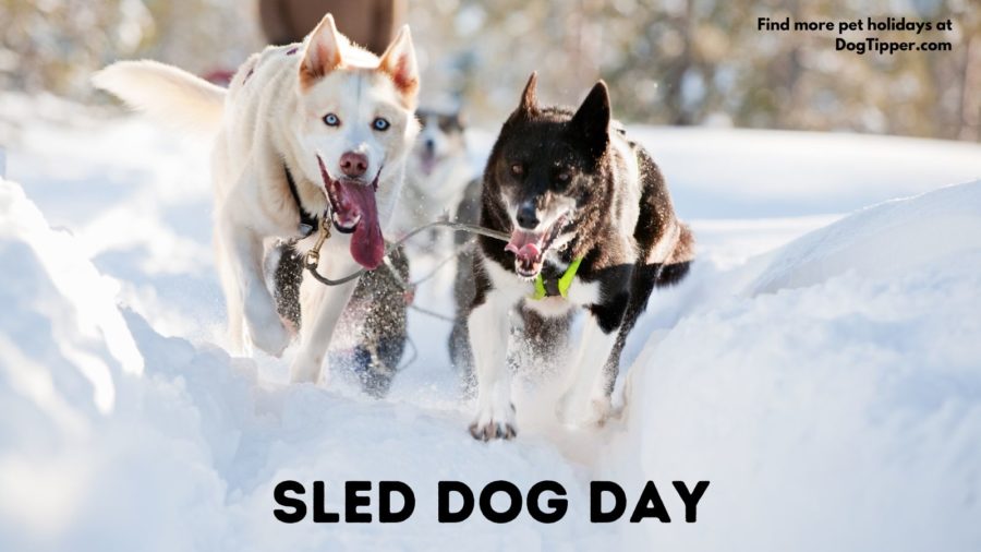 Sled dogs have been utilized for hundreds of years to assist with transportation and labor, working in cold, harsh climates ranging from the icy tundra of Alaska to the snowy terrain of Canada and are honored every year on Sled Dog Day.