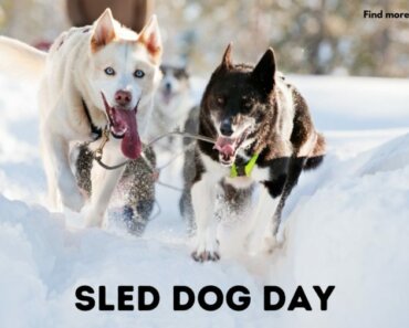 Sled Dog Day