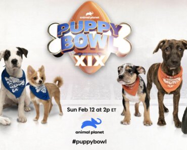 The Puppy Bowl is Back for 2023