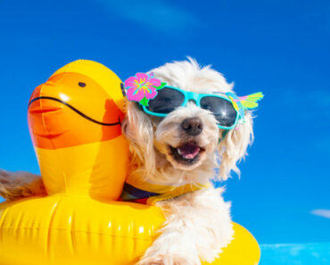 The Right Way to Teach Your Dog to Swim