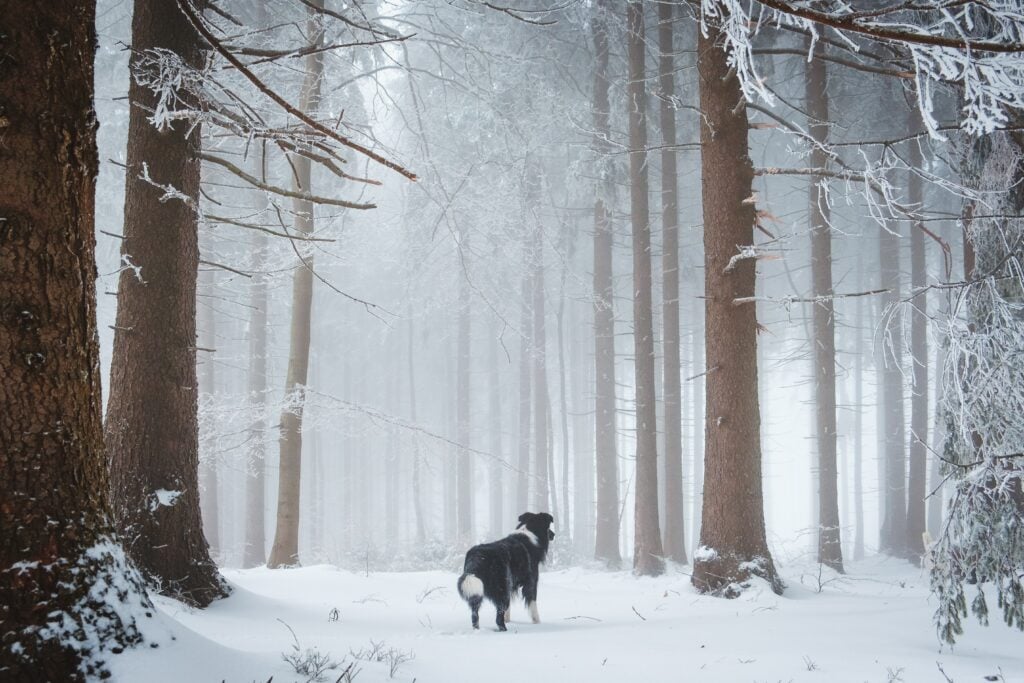 shepherd dog standing in the snowy forest