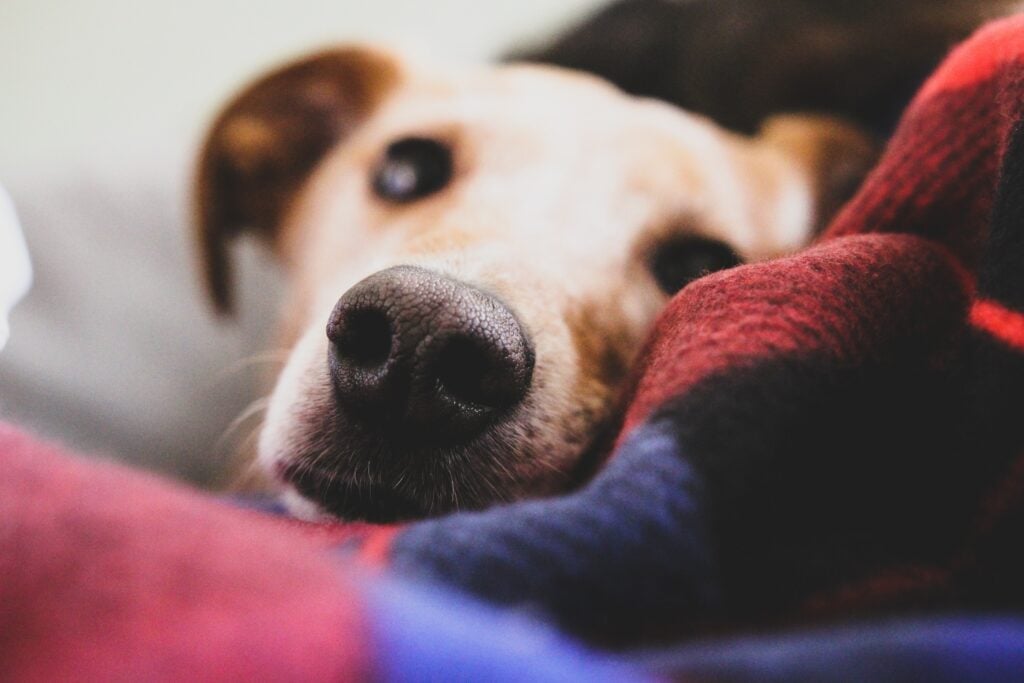close up of dog's face snuggling into cozy blankets.