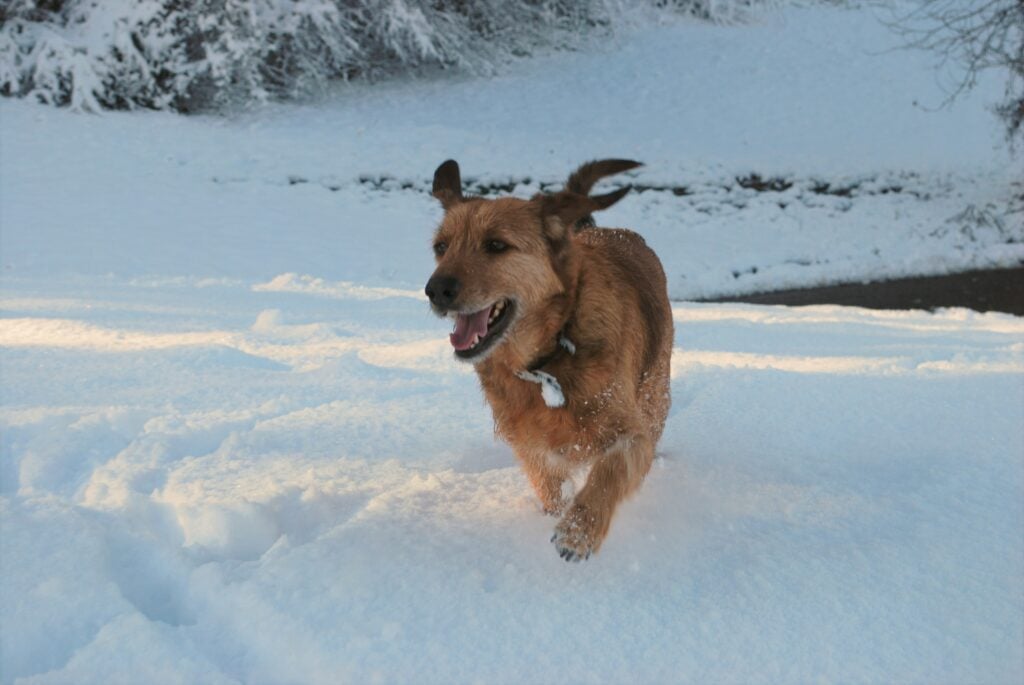 mixed breed brown dog running through powdery snow