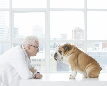 Top 5 Popular Prescription Medications to Treat Anxiety in Dogs