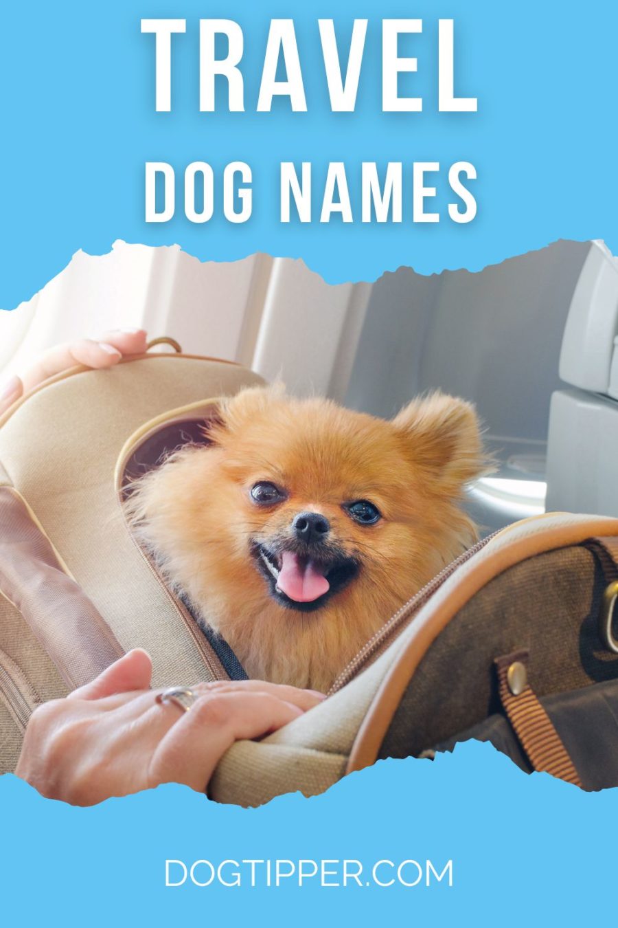 Travel Dog Names for Your New Puppy!