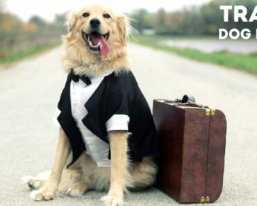 Travel Dog Names for Your New Puppy 🐶