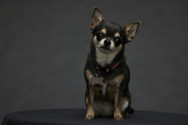 Betty the Chihuahua from will trent