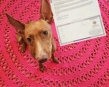 What Are Dog Registration Papers?